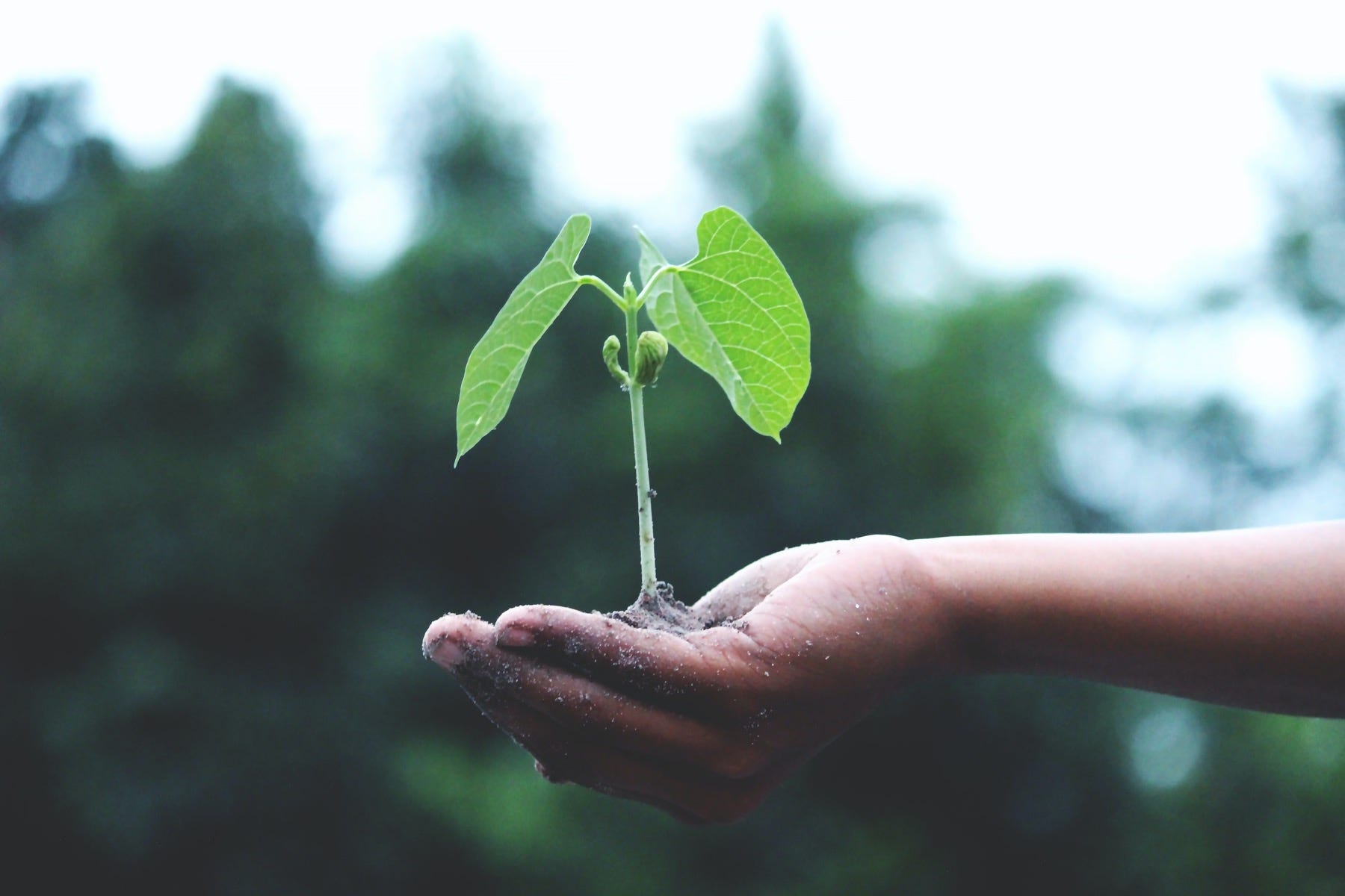 Using Plastic Bottles for Gardening