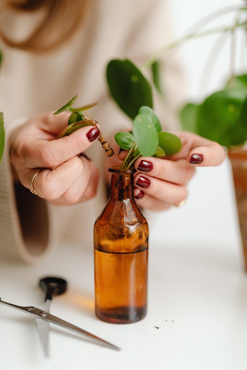 How to Grow Plants in Bottles Without Soil